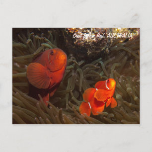 Cute Clownfish Briefkaart