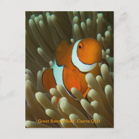 Cute Clownfish briefkaart (Voorkant)