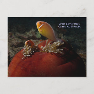 Cute Clownfish Great Barrier Reef Coral Zee Briefkaart