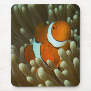 Cute Clownfish Great Barrier Reef Coral Zee Muismat