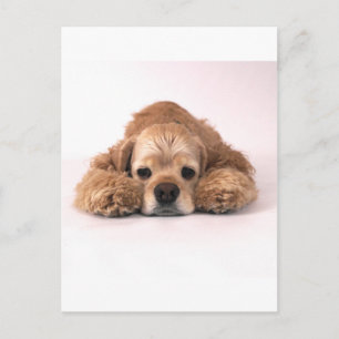 Cute Cocker Spaniel Briefkaart