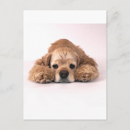 Cute Cocker Spaniel Briefkaart (Voorkant)