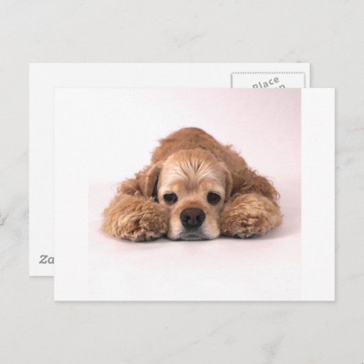 Cute Cocker Spaniel Briefkaart (Voorkant / Achterkant)