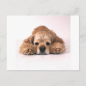 Cute Cocker Spaniel Briefkaart (Voorkant)