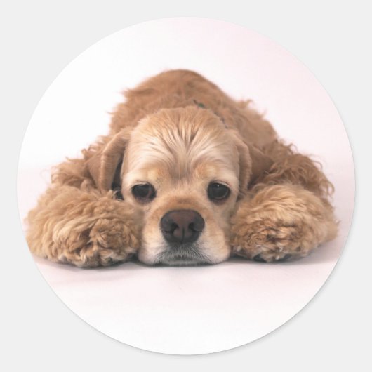 Cute Cocker Spaniel Ronde Sticker (Voorkant)