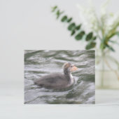 Cute Coot Chick op Choppy Waters Briefkaart (Staand voorkant)