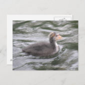 Cute Coot Chick op Choppy Waters Briefkaart (Voorkant / Achterkant)
