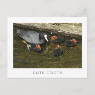 Cute Coots Briefkaart
