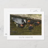 Cute Coots Briefkaart (Voorkant / Achterkant)