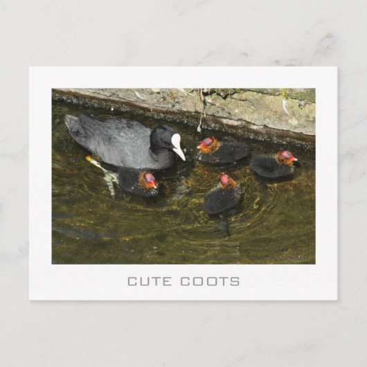 Cute Coots Briefkaart (Voorkant)