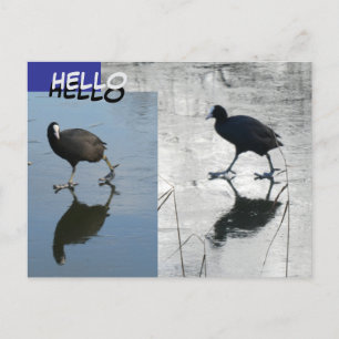 Cute Coots on Ice Cust. Carte postale HELLO