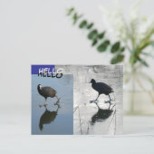 Cute Coots on Ice Cust. Carte postale HELLO (Debout devant)