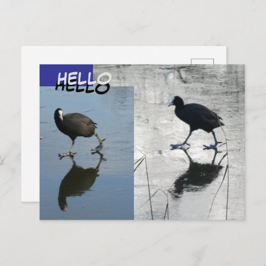 Cute Coots on Ice Cust. Carte postale HELLO (Devant / Derrière)