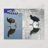 Cute Coots on Ice Cust. Carte postale HELLO (Devant)
