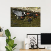 Cute Coots Poster (Thuiskantoor)