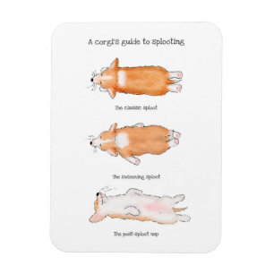 Cute corgi puppy guide to splooling magnet magneet