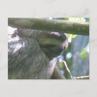 Cute Costa Rica Sloth Close Up DIY Postcard Feestdagenkaart