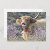 Cute Cow Close do-it-yourself carte postale (Devant / Derrière)