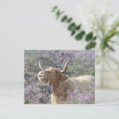 Cute Cow in Heathland do-it-yourself Carte postale (Debout devant)
