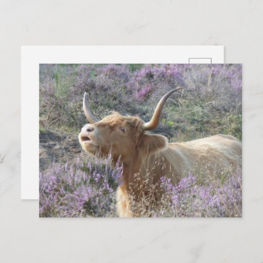 Cute Cow in Heathland do-it-yourself Carte postale (Devant / Derrière)