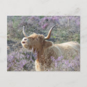 Cute Cow in Heathland do-it-yourself Carte postale (Devant)