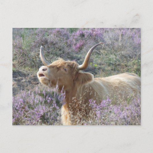 Cute Cow in Heathland do-it-yourself Carte postale (Devant)