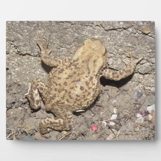 Cute Crawling Toad Plaque Fotoplaat (Voorkant)