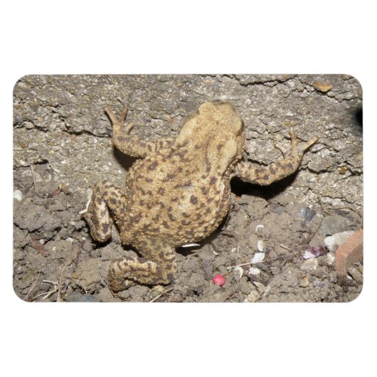 Cute Crawling Toad Premium Magnet Magneet (Horizontaal)