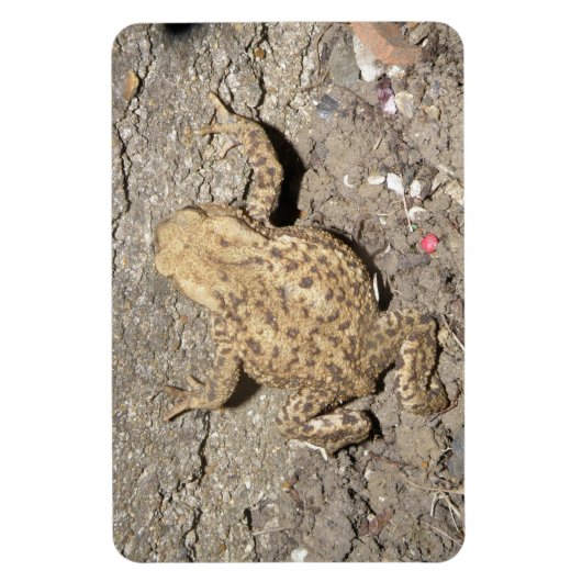 Cute Crawling Toad Premium Magnet Magneet (Verticaal)