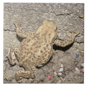 Cute Crawling Toad Tile Tegeltje