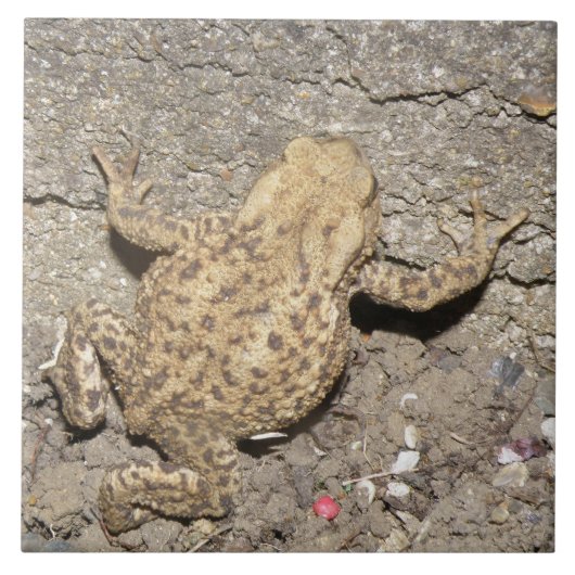 Cute Crawling Toad Tile Tegeltje (Voorkant)