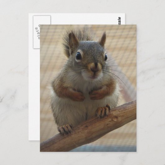Cute Crouching Squirrel op Branch Briefkaart (Voorkant / Achterkant)