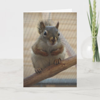 Cute Crouching Squirrel op Branch Kaart