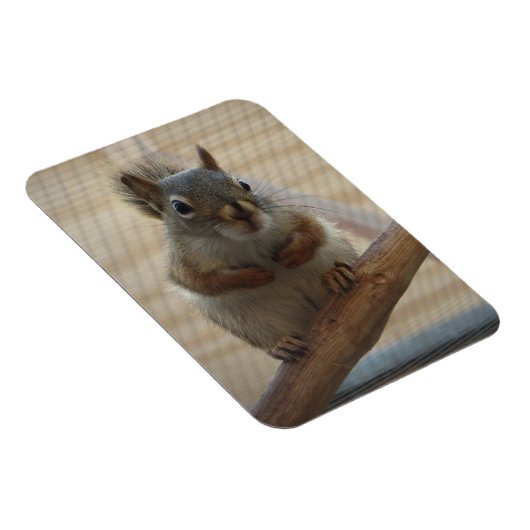 Cute Crouching Squirrel op Branch Magneet (Rechterzijde)