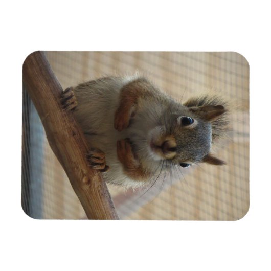 Cute Crouching Squirrel op Branch Magneet (Horizontaal)
