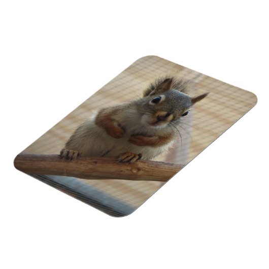 Cute Crouching Squirrel op Branch Magneet (Linkerzijde)