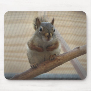 Cute Crouching Squirrel op Branch Muismat