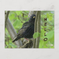 Cute Croûte À L'Étiquette. Carte postale HELLO
