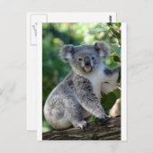 Cute cudly Australian koala Briefkaart (Voorkant / Achterkant)