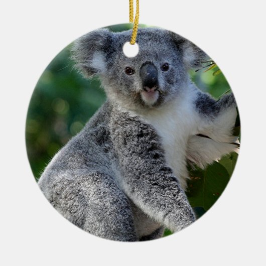 Cute cudly Australian koala Keramisch Ornament (Voorkant)