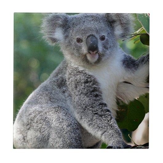 Cute cudly Australian koala Tegeltje (Voorkant)