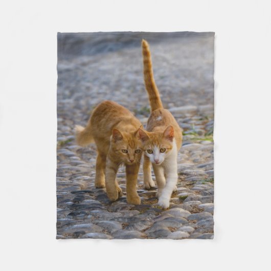 Cute Cudly Cat Kittens Friends Stony Path Foto - Fleece Deken (Voorkant)