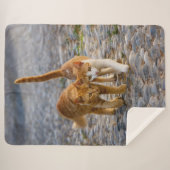 Cute Cudly Cats Kittens Friends Stony Pad Foto Sherpa Deken (Voorkant (horizontaal))