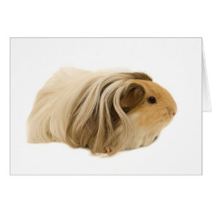 Cute Cudly Cavy
