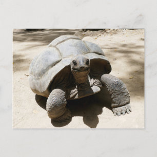 Cute & Curious Beach Tortoise Briefkaart