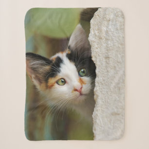 Cute curious Cat Kitten Prys Eyes Head Photo Pet Sherpa Deken