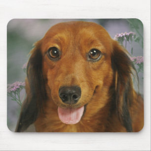 Cute Dachshund (bruin, lang, gehard) wilde bloemen Muismat