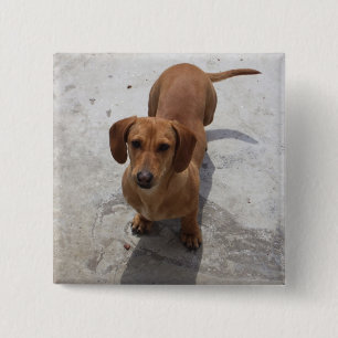 Cute Dachshund Collectie Vierkante Button 5,1 Cm