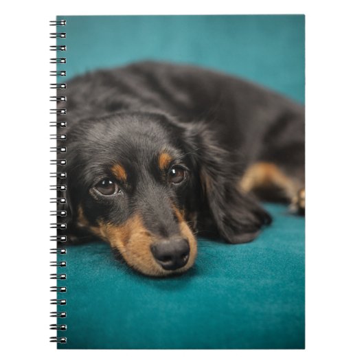 Cute Dachshund Laying Down Notitieboek (Voorkant)
