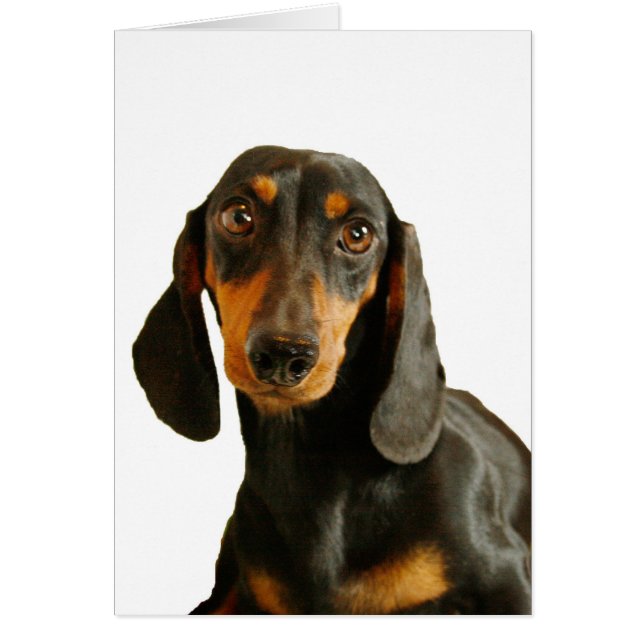 Cute Dachshund (Miniature Brown Short Haire) (Voorkant)